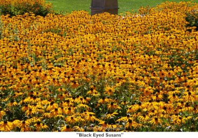 014  Black Eyed Susans.jpg