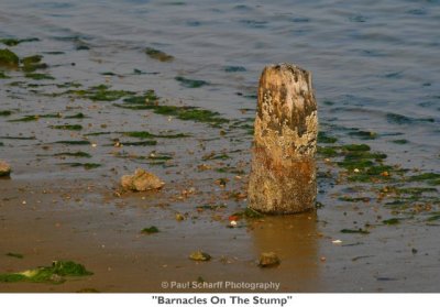 016  Barnacles On The Stump.jpg