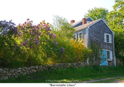 020  Barnstable Lilacs.jpg