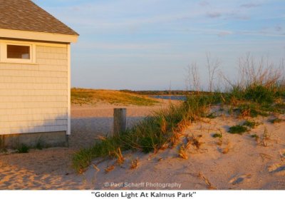 040  Golden Light At Kalmus Park.jpg