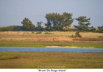 043  Brush On Stage Island.jpg