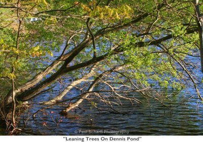 053  Leaning Trees On Dennis Pond.jpg