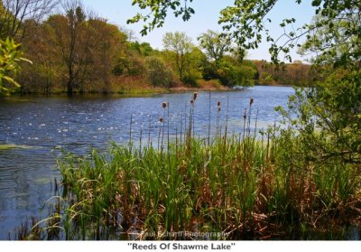 012  Reeds Of Shawme Lake.jpg