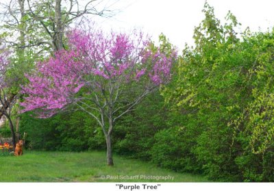 052  Purple Tree.jpg