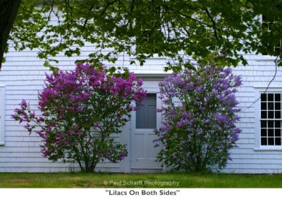 081  Lilacs On Both Sides.jpg