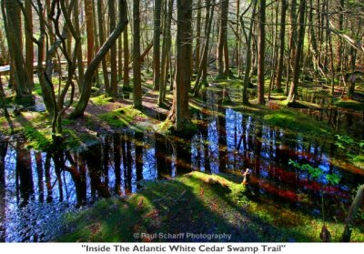 008  Inside The Atlantic White Cedar Swamp Trail.jpg