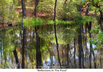 034  Reflections In The Pond.jpg