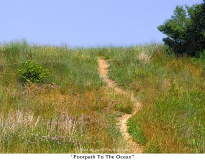 062  Footpath To The Ocean.jpg