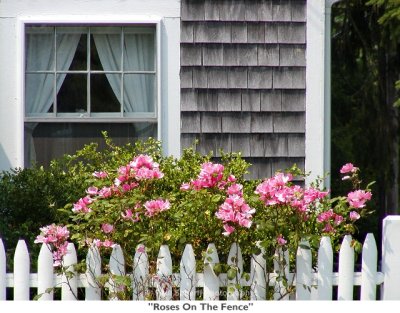 072  Roses On The Fence.jpg