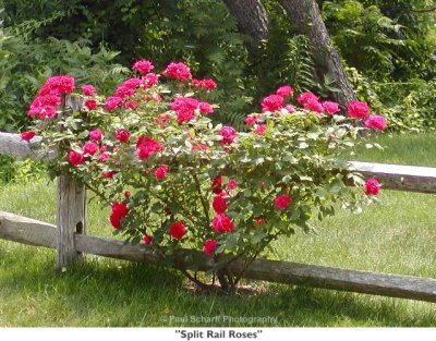 111  Split Rail Roses.jpg