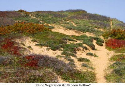 213  Dune Vegetation At Cahoon Hollow.jpg