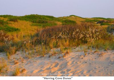 230  Herring Cove Dunes.jpg