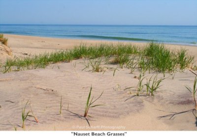 243  Nauset Beach Grasses.jpg