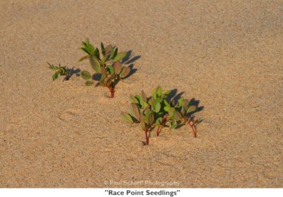 262  Race Point Seedlings.jpg