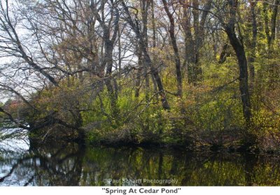 268  Spring At Cedar Pond.jpg