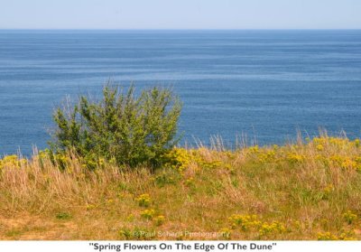 271  Spring Flowers On The Edge Of The Dune.jpg