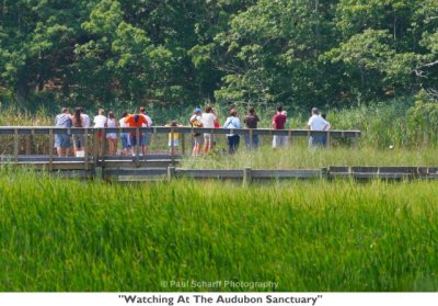 282  Watching At The Audubon Sanctuary.jpg