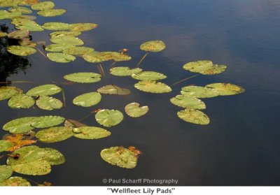 285  Wellfleet Lily Pads.jpg