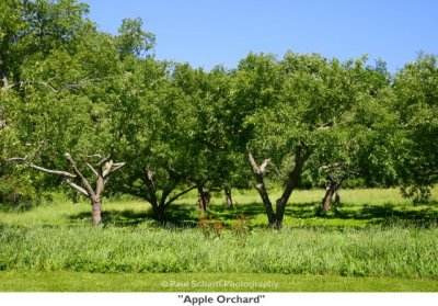 059  Apple Orchard.jpg