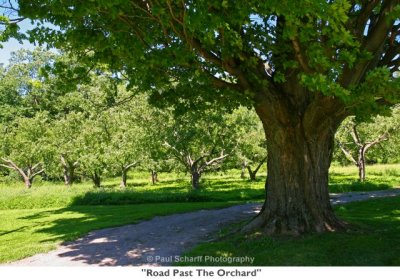 113  Road Past The Orchard.jpg