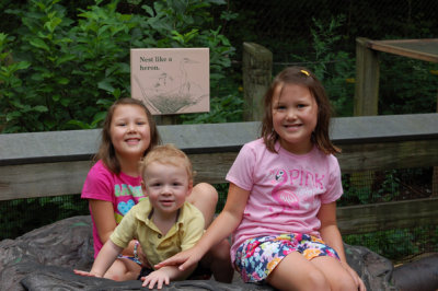 Three little chicks sitting in a nest