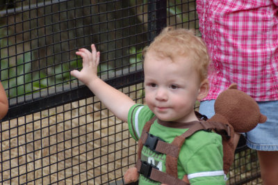 Liam the Limur