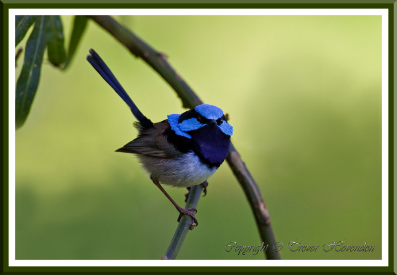 blue wren.