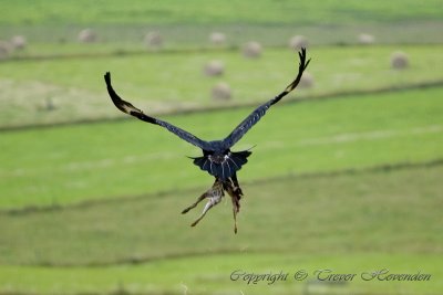 Wedge Tailed Eagle escaping with prey