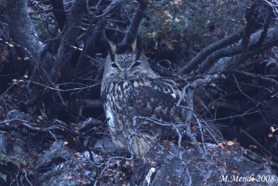 Eagle Owl