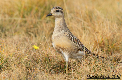 Dotterel 2010