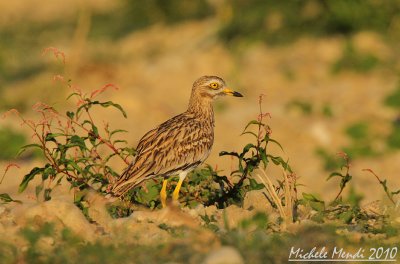 Stone curlew 2010