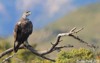 Bonelli's eagle male