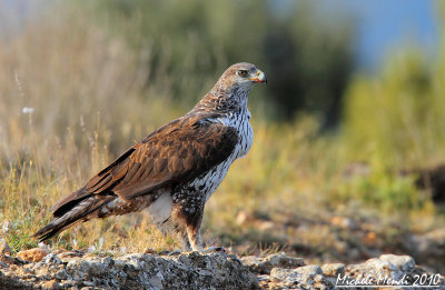Bonelli's eagle female