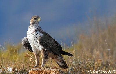 Bonelli's eagle male