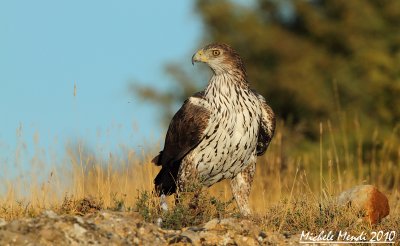 Bonelli's eagle female