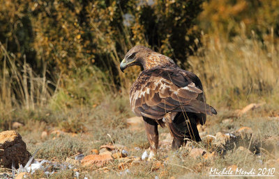 Golden eagle female