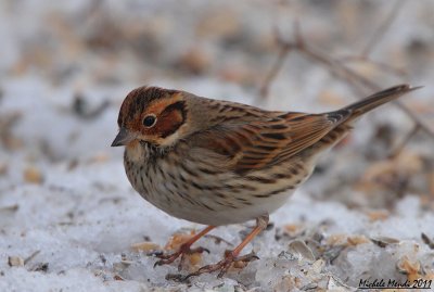 Little bunting
