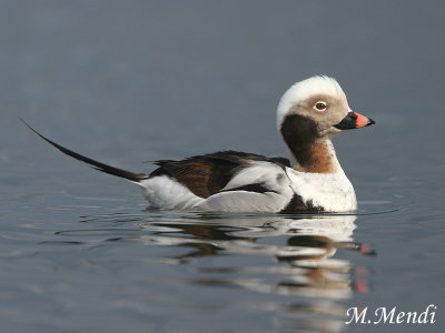 Long-tailed Duck