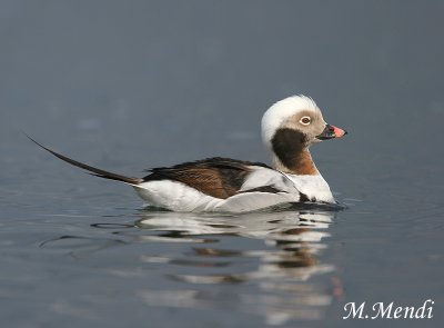 Long-tailed Duck