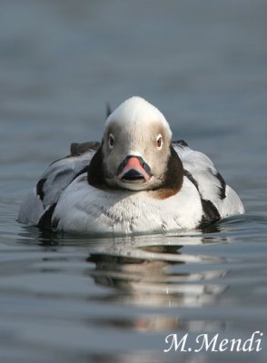 Long-tailed Duck