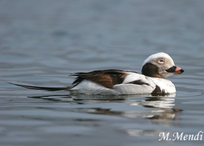 Long-tailed Duck