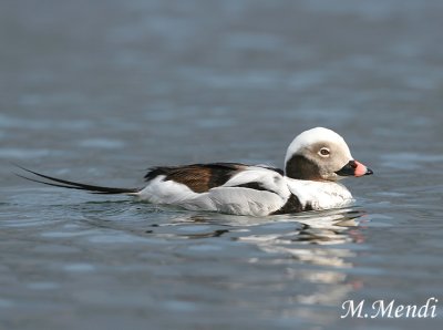 Long-tailed Duck