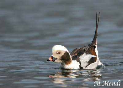 Long-tailed Duck