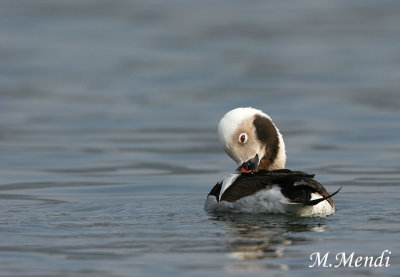 Long-tailed Duck