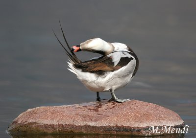 Long-tailed Duck