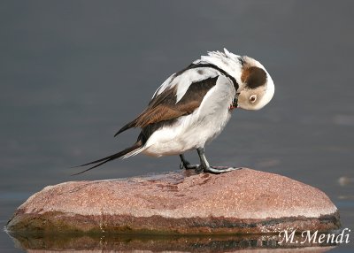 Long-tailed Duck