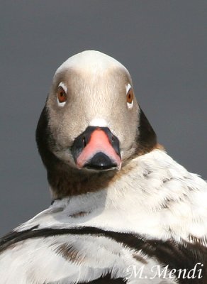 Long-tailed Duck