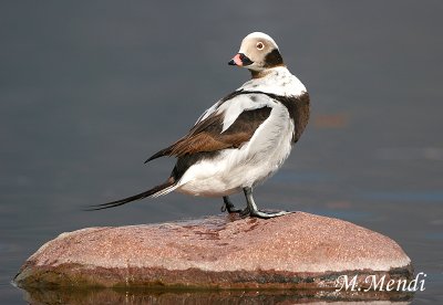 Long-tailed Duck