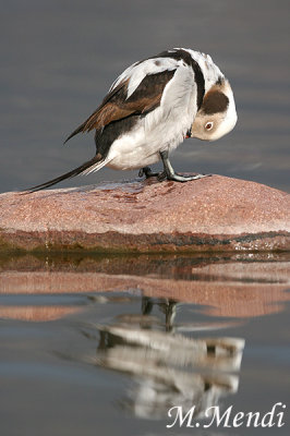 Long-tailed Duck