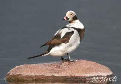 Long-tailed Duck